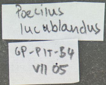 Media type: image;   Entomology 600332 Aspect: labels